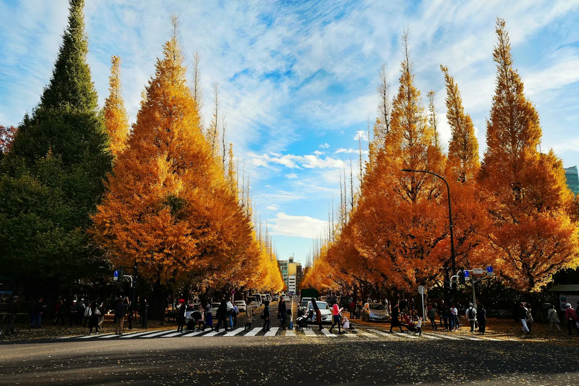 Golden ginkgo trees lining the avenue at Meiji Jingu Gaien, Tokyo